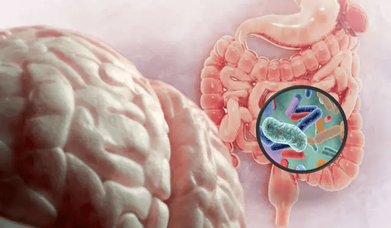 Eje intestino-cerebro. La microbiota y su influencia en el TDAH